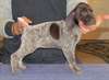 Chiots Braque Allemand Shorthair - photo 1