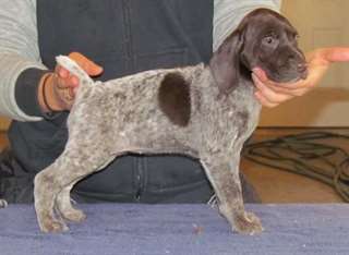Chiots Braque Allemand Shorthair