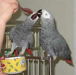 Couple de perroquets gris du Gabon