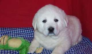 Chiots des Grandes Pyrénées