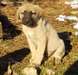 Chiots Berger Anatolien - photo 1