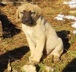 Chiots Berger Anatolien