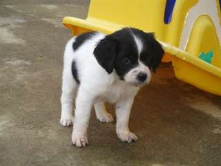 chiot epagneul breton