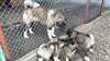 chiots akita americain a vendre - Annonce classée # 512886