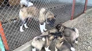 chiots akita americain a vendre