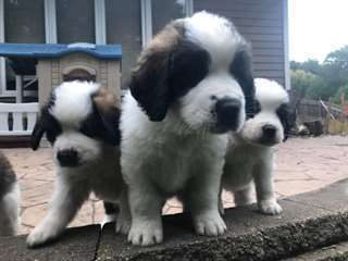 chiots saint bernard a vendre