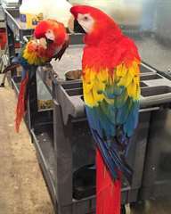 perroquets aras &#233;carlates