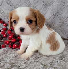 Magnifique chiots cavalier long blenhein