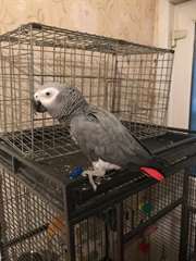 Adorable perroquets gris du Gabon à donner