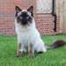 Magnifiques chatons Ragdoll - photo 2