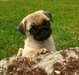 Magnifiques chiots Carlin male et femelle A DONNER - photo 1