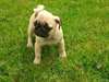 Magnifiques chiots Carlin male et femelle A DONNER - photo 2