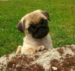 Magnifiques chiots Carlin male et femelle A DONNER