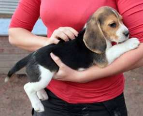 Adorable femelle beagle