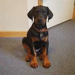 Magnifique Chiot Male dobermann
