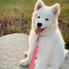 Chiot samoyede mâle