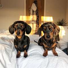 Chiots teckel mâle et femelle