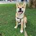 Adorable femelle shiba inu A DONNER - photo 1