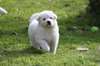 Magnifiques chiots Berger Blanc Suisse A DONNER - photo 1