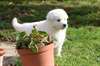 Magnifiques chiots Berger Blanc Suisse A DONNER - photo 2