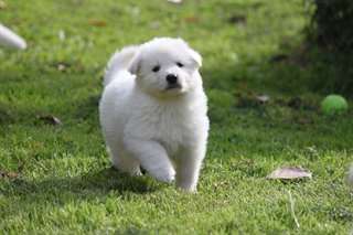 Magnifiques chiots Berger Blanc Suisse A DONNER