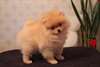Magnifique femelle Spitz nain A DONNER - photo 1