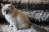 chaton Sib&#233;rien a donner - photo 1