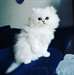 Chatons persans chinchilla a donner - photo 1
