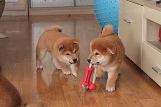 Adorables chiots shiba inu