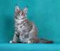Chaton maine coon mâle A DONNER - photo 1