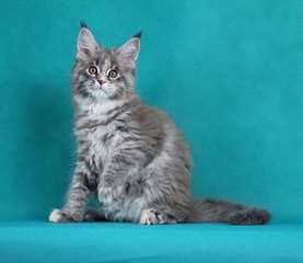 Chaton maine coon mâle A DONNER