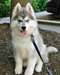 Chiots husky siberien - photo 2