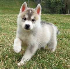 Chiots husky siberien