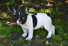 Chiots bouledogue francais male et femelle - photo 2