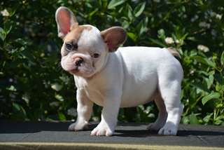 Chiots bouledogue francais male et femelle