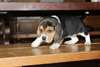 Chiots beagle male et femelle - photo 2
