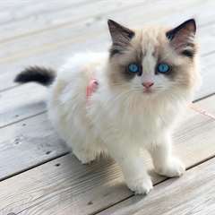 Adorable chaton femelle ragdoll