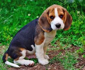 Chiot mâle Beagle a Donner