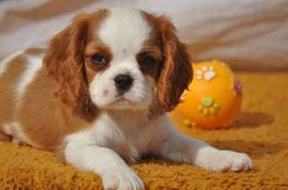 Chiot cavalier king charles femelle