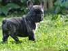 Chiots bouledogue francais male et femelle - photo 2
