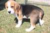 Chiots beagle male et femelle - photo 2