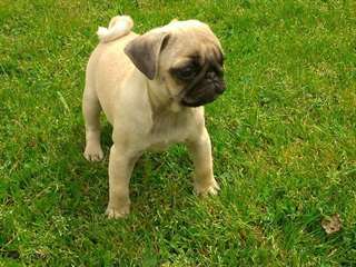 Magnifiques chiots Carlin male et femelle A DONNER