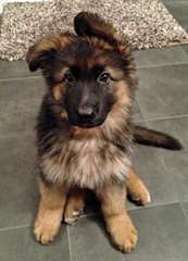 Chiot berger allemand mâle