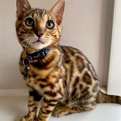 Chaton bengal femelle
