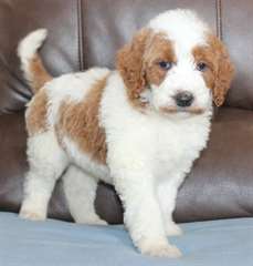Chiots Setter Irlandais
