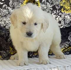 Chiots Golden Retriever