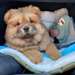 Adorables chiots chow-chow à vendre - Annonce classée # 518249