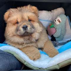 Adorables chiots chow-chow &#224; vendre