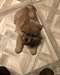 Adorables chiots chow-chow à vendre - Annonce classée # 518254