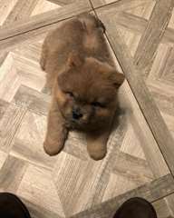 Magnifique chiots chow-chow &#224; vendre